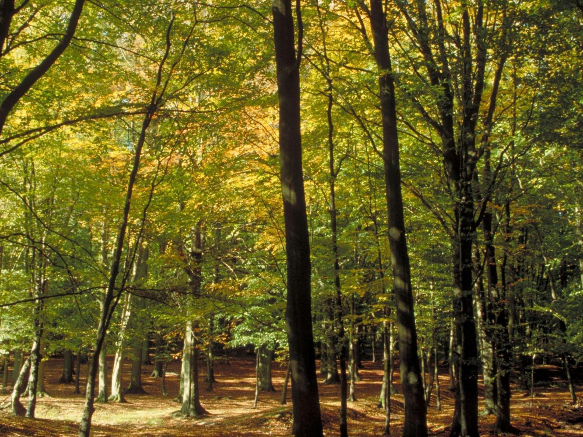 Aigle Noir Fontainebleau Mgallery Εξωτερικό φωτογραφία